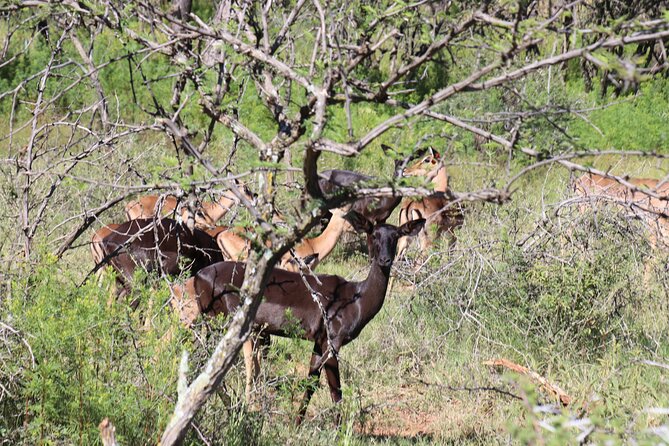 Horseback Safari Adventure in Hartbeespoort from Johannesburg - What to pack and how to get the best day out of it