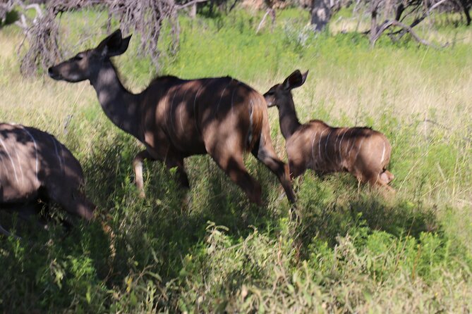 Horseback Safari Adventure in Hartbeespoort from Johannesburg - 7:00 am pickup from Johannesburg, coffee first, then the countryside