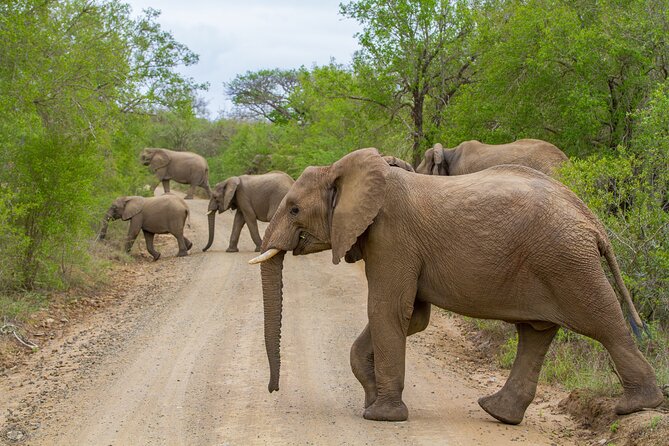 iSimangaliso Sunset Game Drive - Sunset Game Drive in iSimangaliso: Golden Hour With Real-World Wildlife Odds