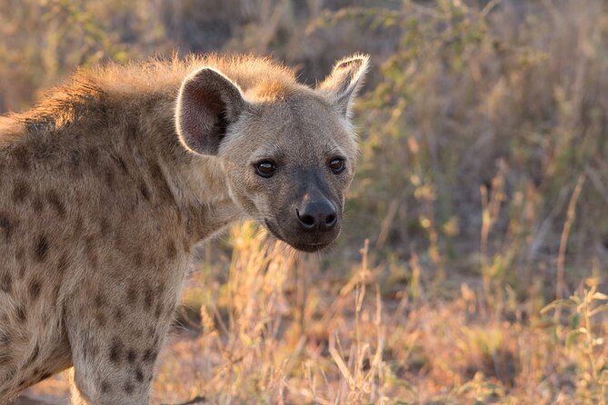 iSimangaliso Sunset Game Drive - Pickup and the 3-Hour Rhythm: What Your Evening Schedule Really Looks Like