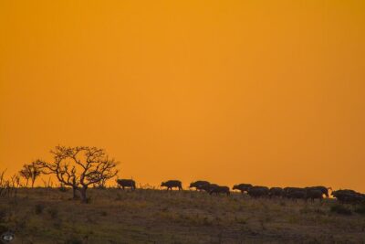 iSimangaliso Sunset Game Drive