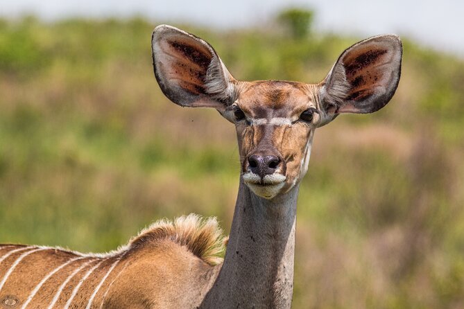 iSimangaliso Sunset Game Drive - Stop Points and Lookout Views: Making the Sunset Pause Worth It
