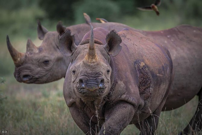 iSimangaliso Wetland Park, Full Day Tour - Ranger time in the Wetland Park: what you’re really buying