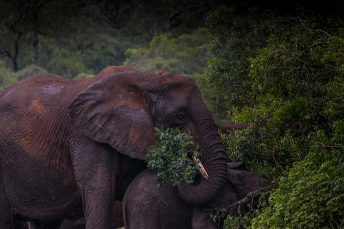 iSimangaliso Wetland Park, Night Drive Safari - From Heritage House to the Bush: The 8:00 pm Start That Helps You
