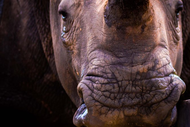 iSimangaliso Wetland Park, Night Drive Safari - The 3 Hour Night Drive: How the Hunt for Leopard, Hippos, Buffalo, and More Works