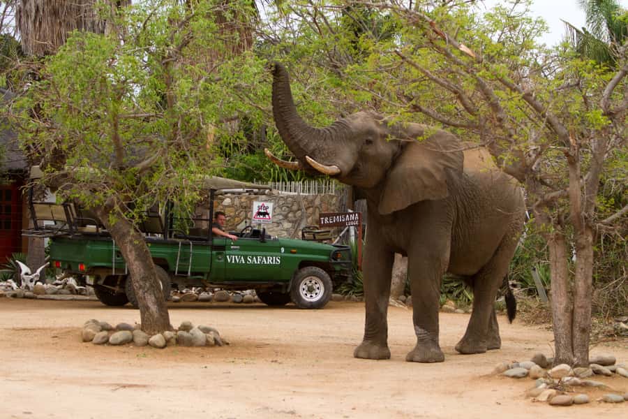 Johannesburg: 3-Day Classic Kruger National Park Safari Tour - Day 1: Highveld to Tremisana, sunset spotlight, and the starry bush BBQ