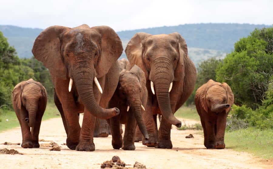 Johannesburg: 3-Day Panorama Tour with Kruger Park Safari - The Kruger schedule: morning drive, midday rhythm, late-day return