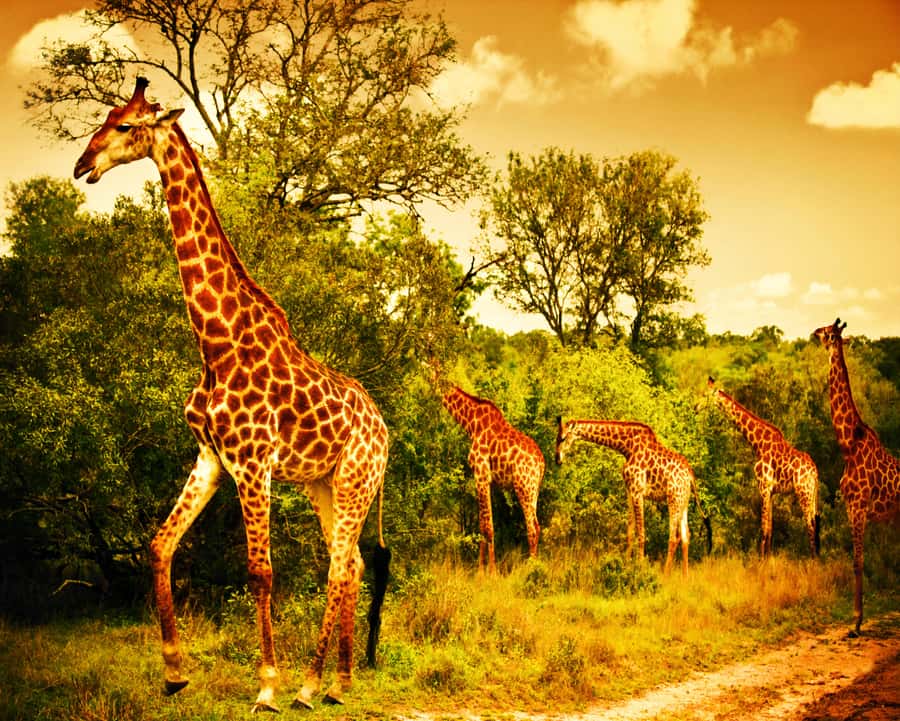 Johannesburg: 3-Day Panorama Tour with Kruger Park Safari - Price and value: what $959 buys you and why it can be worth it