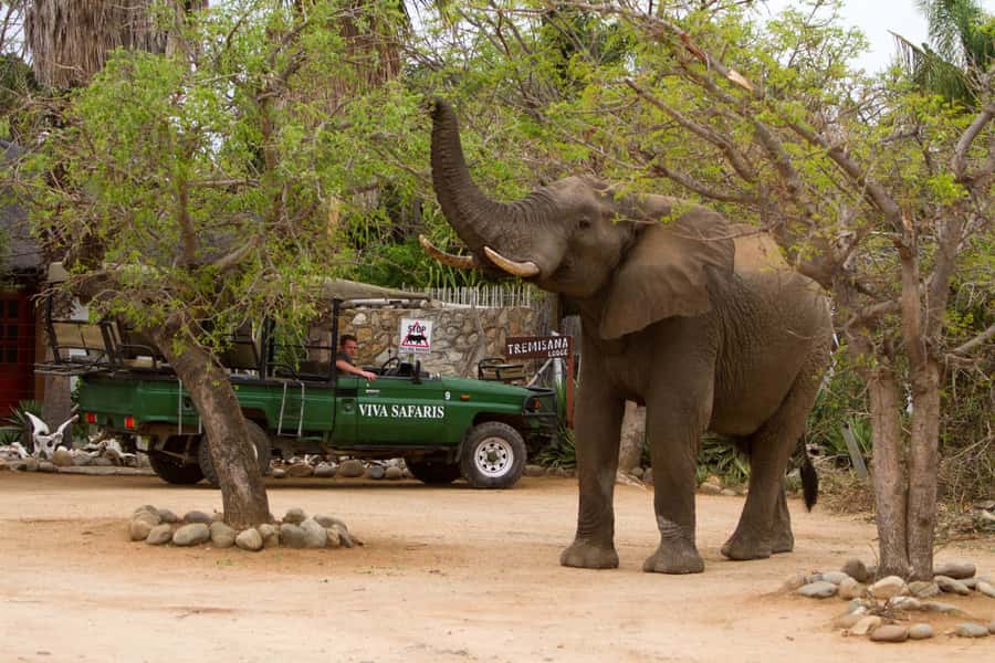 Johannesburg: 4-Day Classic Kruger National Park Safari - Day Two: Sunrise start, a 4-hour bush walk with armed rangers, then dam hide and sundowner drive