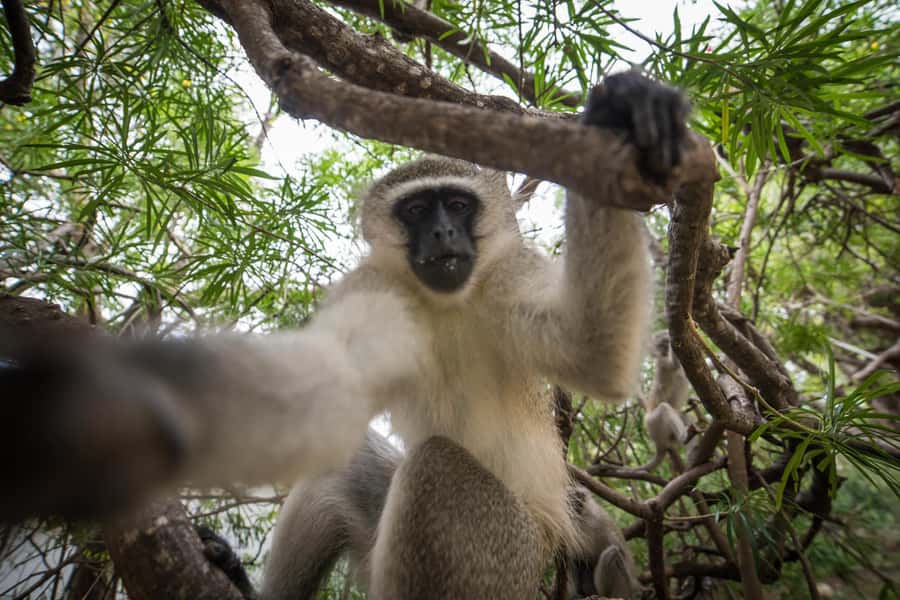 Johannesburg: 4-Day Classic Kruger National Park Safari - Price, inclusions, and what you should budget for