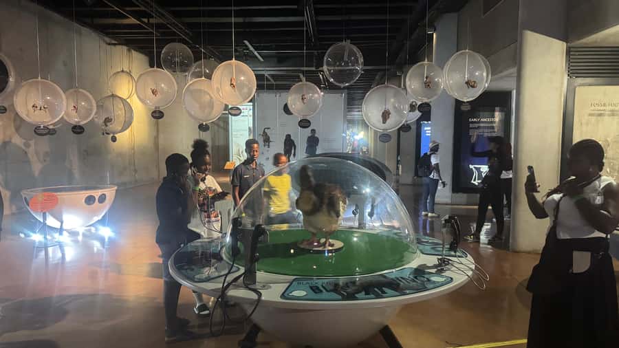 Johannesburg: Cradle of Humankind & Harties Aerial Cableway - Price and value: what $144 really buys you