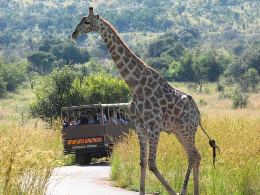 Johannesburg: Full Day Sun City & Pilanesberg Nature Reserve - The 7:00 AM start, pickups in Sandton and Rosebank, and the 11-hour rhythm