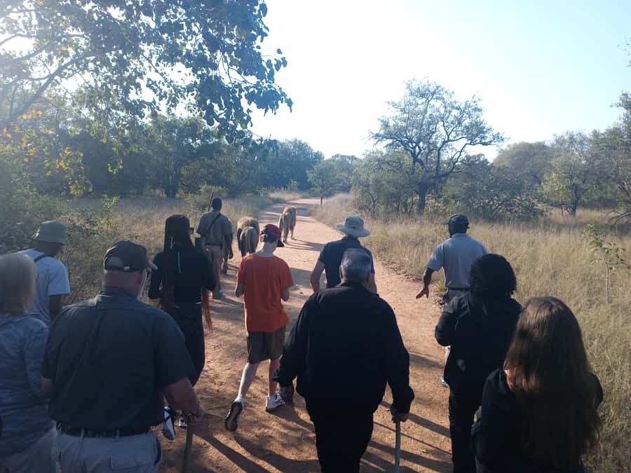 Johannesburg: Guided Walk with Lions in the African Bush - Key things to know before you go