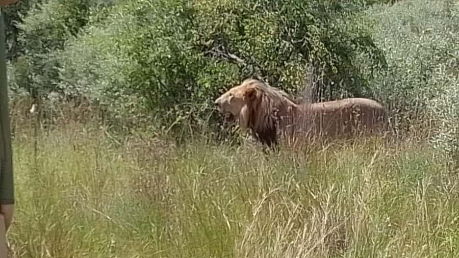 Johannesburg: Guided Walk with Lions in the African Bush - Walking with lions near Johannesburg, why it feels special