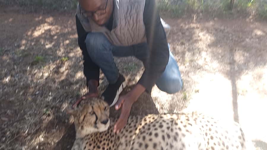 Johannesburg: Guided Walk with Lions in the African Bush - From Sandton or Pretoria: the 2-hour drive that shapes your whole day