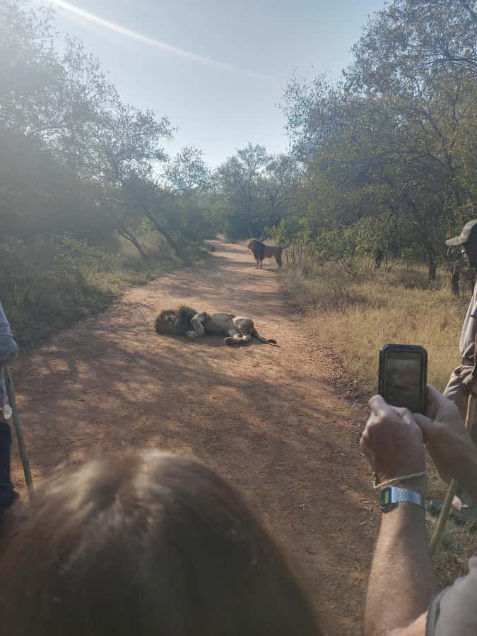 Johannesburg: Guided Walk with Lions in the African Bush - Security, ID, and the luggage rule you must respect