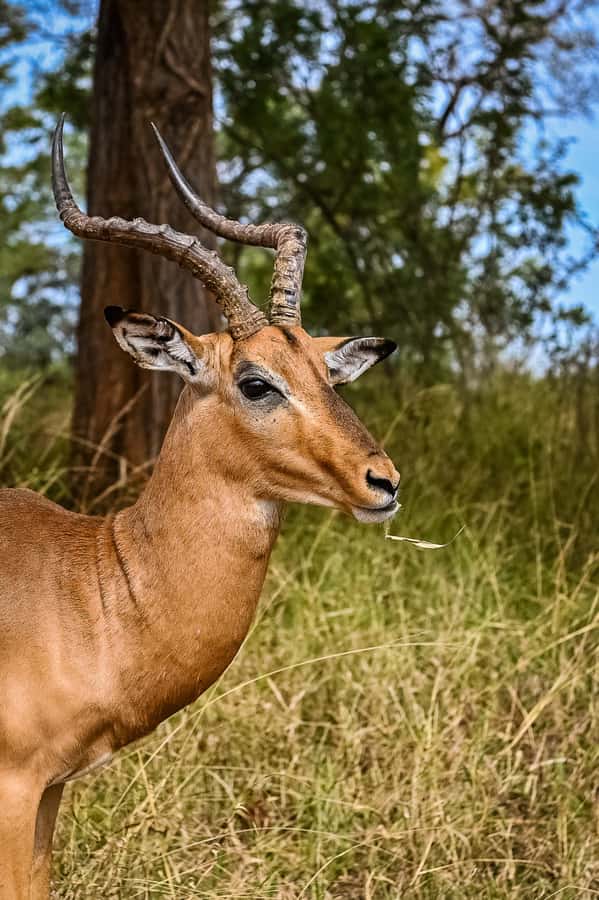 Johannesburg: Guided Walk with Lions in the African Bush - The guided walk: what you can do, what you cannot do