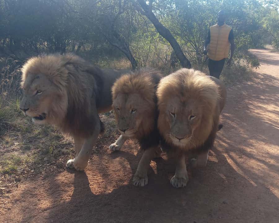 Johannesburg: Guided Walk with Lions in the African Bush - Guides, driving, and the feel of the day