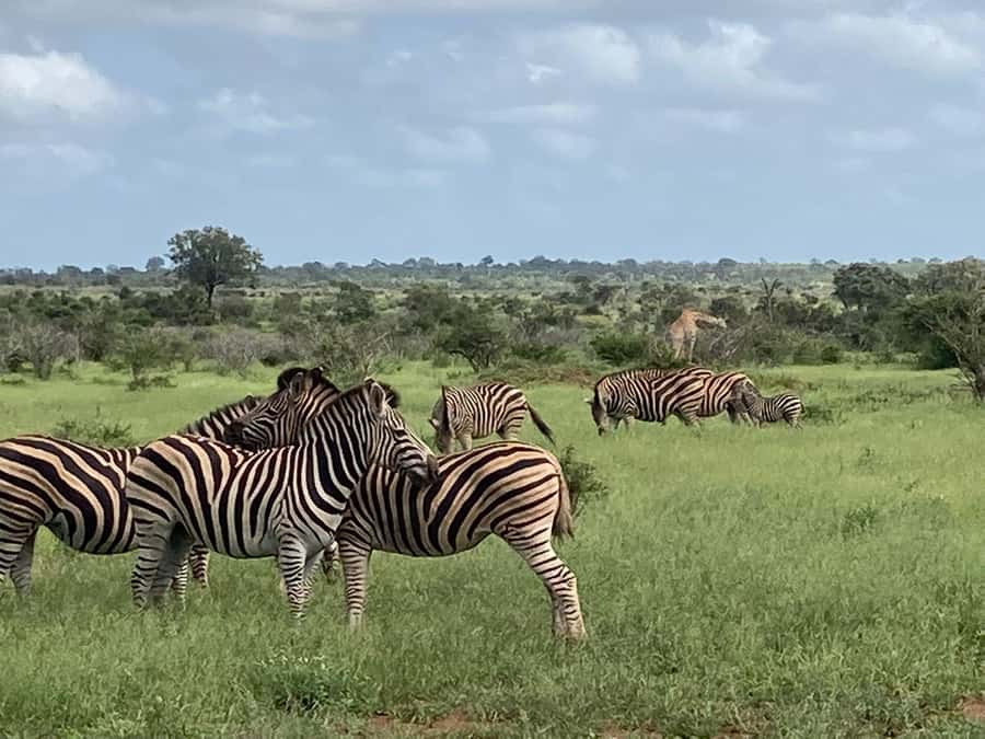 Johannesburg: Guided Walk with Lions in the African Bush - Who this is perfect for, and who should skip it