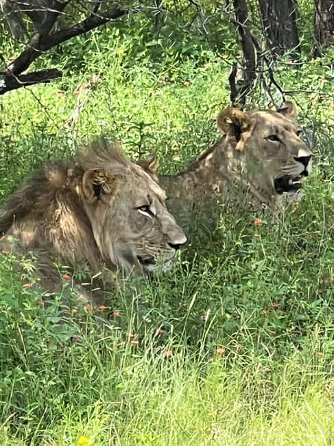 Johannesburg: Half-Day Big 5 Safari Tour - Key highlights worth planning around