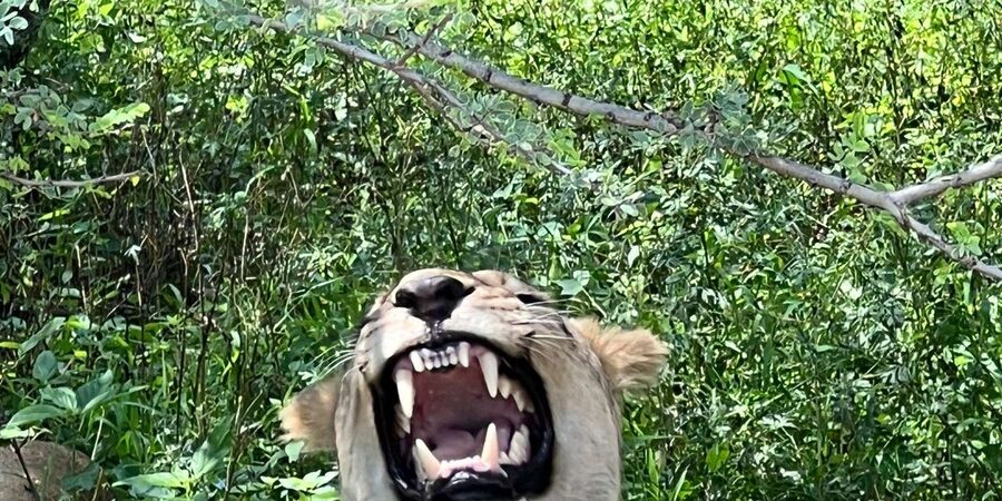 Johannesburg: Half-Day Big 5 Safari Tour - Why Dinokeng Makes a Great Big 5 Half-Day From Johannesburg