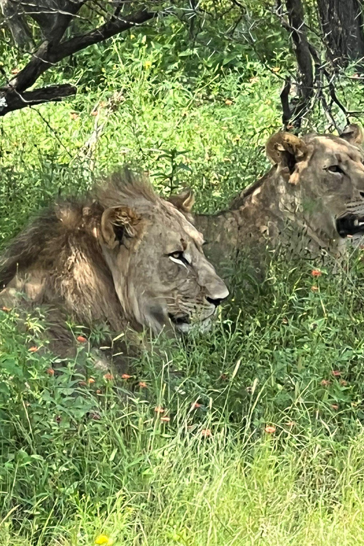Johannesburg: Half-Day Big 5 Safari Tour - A 3-Hour Big 5 Game Drive In An Open-Air Vehicle