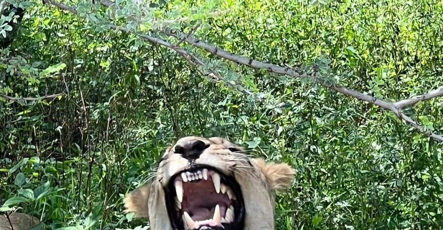 Johannesburg: Half-Day Big 5 Safari Tour - Ranger Talks, Bushveld Context, And Cultural Notes