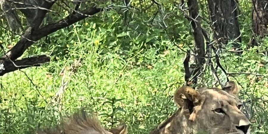 Johannesburg: Half-Day Big 5 Safari Tour - What To Bring, And What Comfort Looks Like In Open-Air Safari Mode