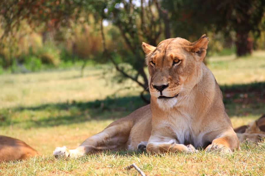 Johannesburg: Lion Park Safari and Cultural Village Tour - Lesedi Cultural Village: five homesteads, Ubuntu, and a guided story