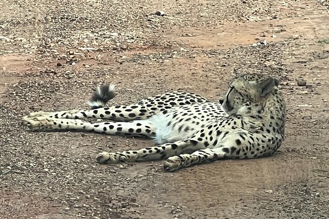 Johannesburg: Private Pilanesberg Park Game Drive Full Day Tour - Why Pilanesberg is a great day-safari from Johannesburg