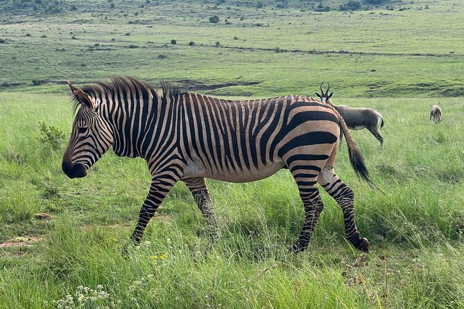 Johannesburg: Private Pilanesberg Park Game Drive Full Day Tour - The 3-hour open-vehicle safari: what your ranger is really doing