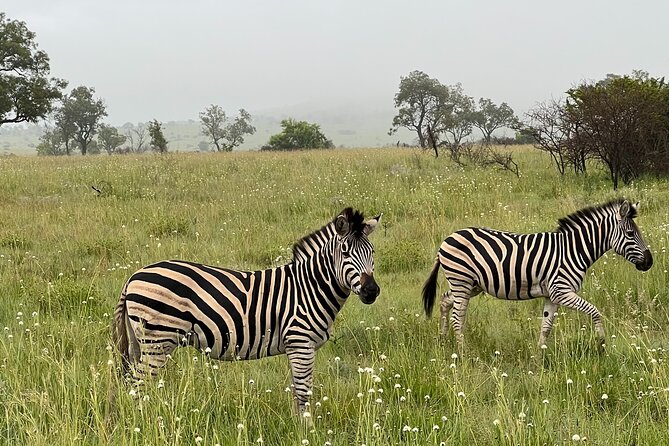 Johannesburg: Private Pilanesberg Park Game Drive Full Day Tour - Big Five expectations, plus the truth about leopards and cheetahs