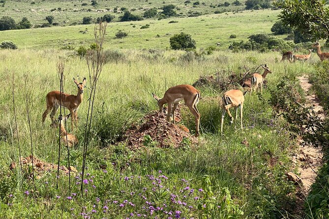 Johannesburg: Private Pilanesberg Park Game Drive Full Day Tour - Lunch at Bakubung Bush Lodge, Marula Restaurant: a real break, not a rushed stop
