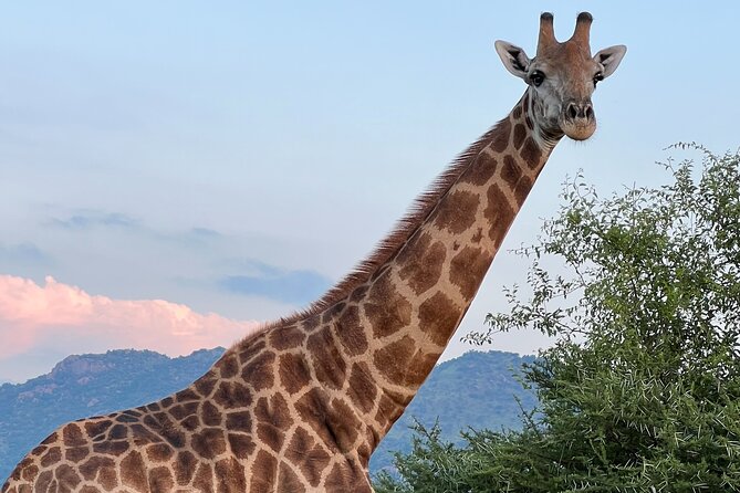 Johannesburg: Private Pilanesberg Park Game Drive Full Day Tour - The 6:00 am Sandton pickup, and how to plan your morning