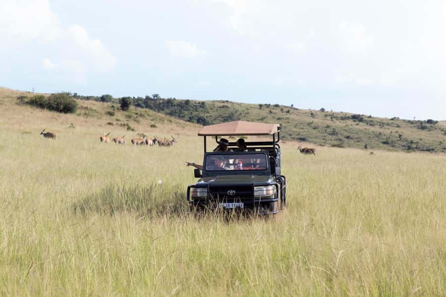 Johannesburg: Rhino and Lion Nature Reserve Safari - A half-day safari from Johannesburg that stays practical