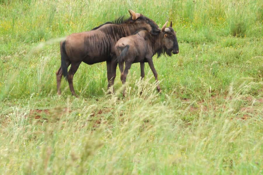 Johannesburg: Rhino and Lion Nature Reserve Safari - The open safari vehicle game drive: where the real payoff happens