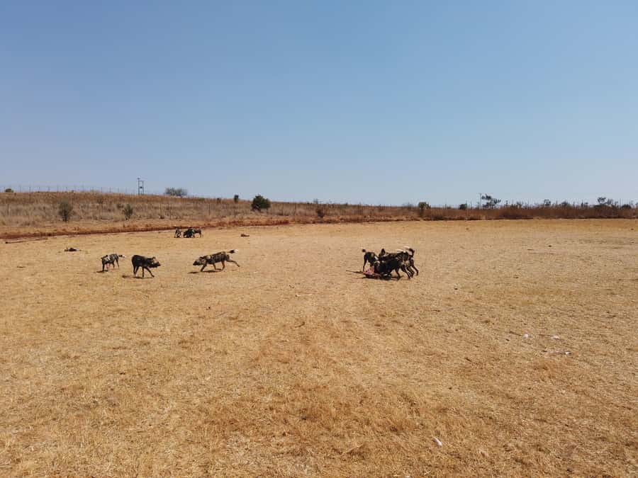 Johannesburg: Rhino and Lion Nature Reserve Safari - Your guide, language, and small group size