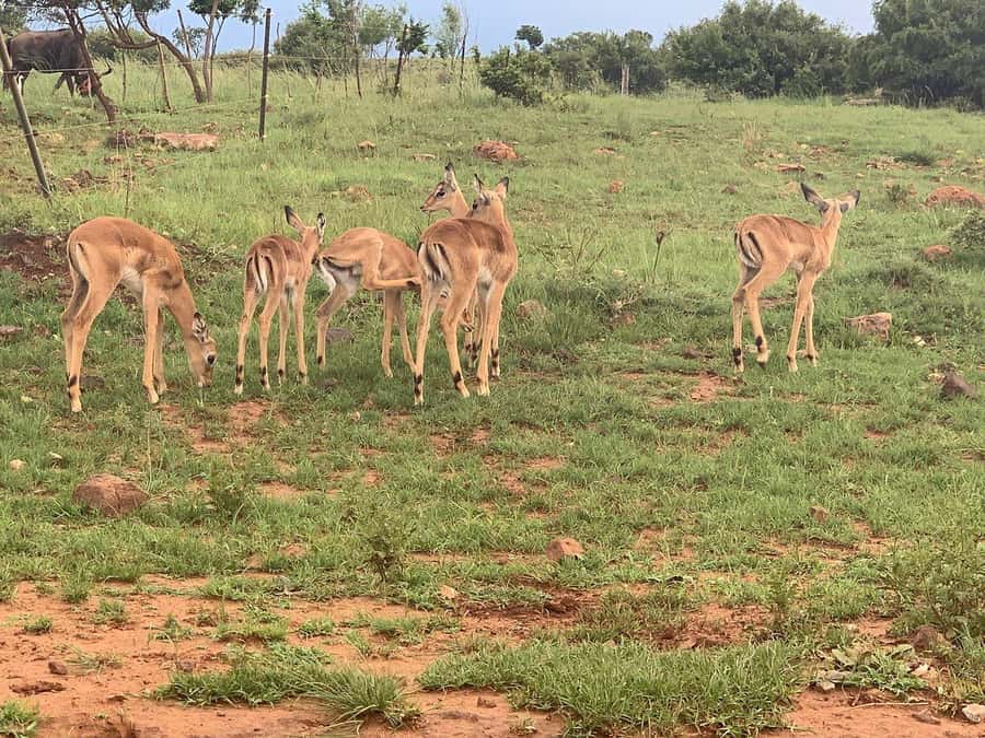 Johannesburg: Rhino and Lion Nature Reserve Safari - Price and value at about $121 per person