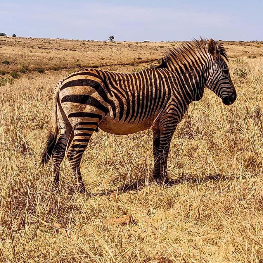 Johannesburg: Rhino and Lion Nature Reserve Safari - A small reality check: communication and meeting your guide
