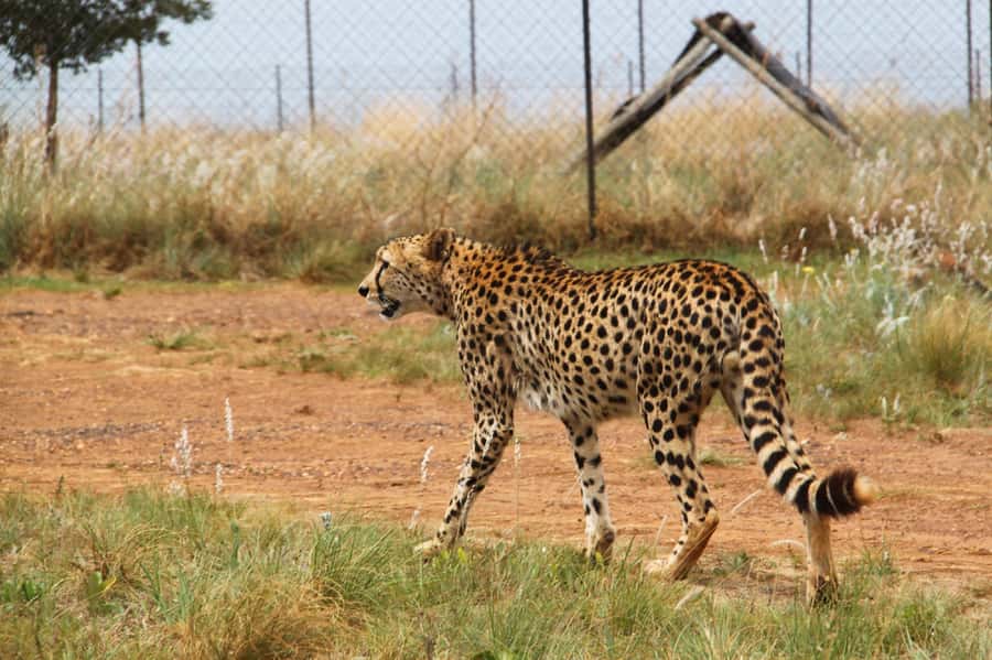Johannesburg: Rhino and Lion Nature Reserve Safari - How the day flows, from pickup to souvenir time