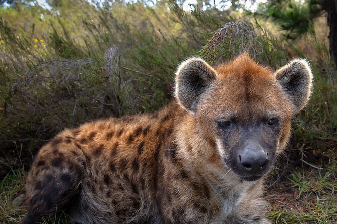 Jukani Wildlife Sanctuary Admission with Guided Tour - Entering Jukani for a guided walking safari you can actually hear