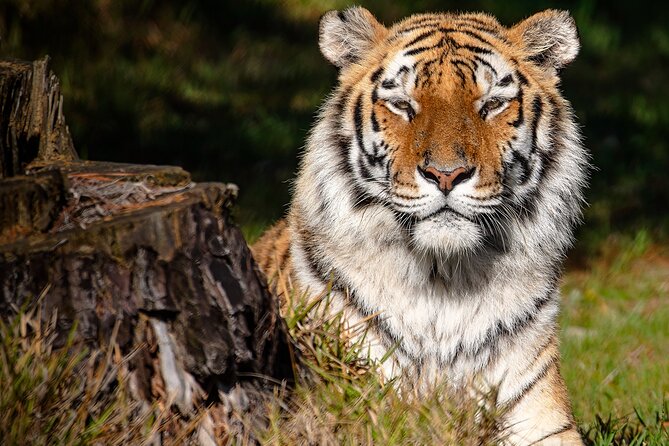 Jukani Wildlife Sanctuary Admission with Guided Tour - Rescue-first context: why the enclosures feel different from standard zoo visits