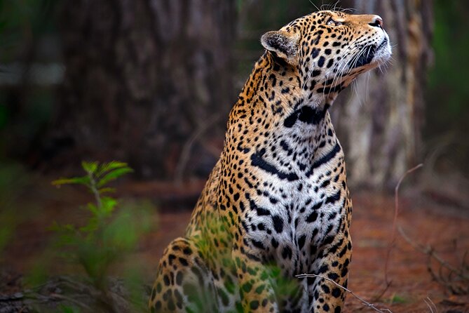 Jukani Wildlife Sanctuary Admission with Guided Tour - Getting real value from the guide, from Xola to Elvis to Riko