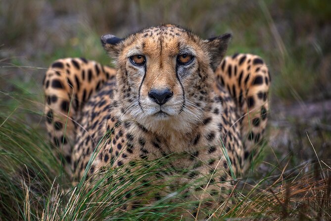 Jukani Wildlife Sanctuary Admission with Guided Tour - Timing your visit: why late afternoon can mean more cat activity