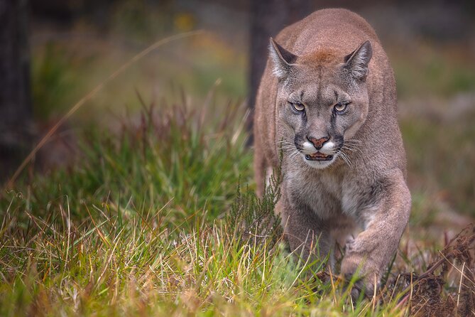 Jukani Wildlife Sanctuary Admission with Guided Tour - What you pay, what you get, and how good the value feels