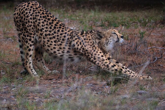 Jukani Wildlife Sanctuary Admission with Guided Tour - Practical details before you go: what to plan in advance