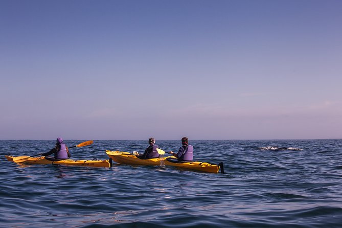 Kayak Chapman's Peak and Karbonkelberg in Hout Bay - Guides who teach fast: Brent, Mishack, and Andrew