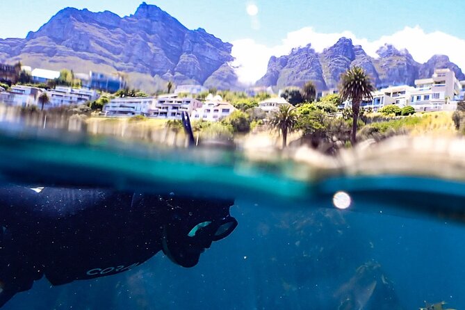 Kelp Forest Snorkeling in Cape Town - Key highlights you will feel right away