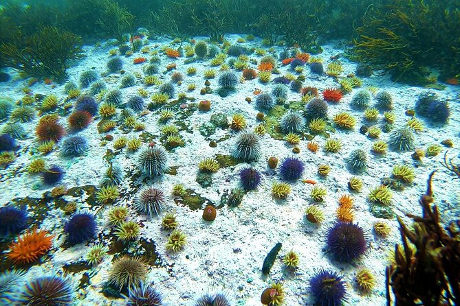 Kelp Forest Snorkeling in Cape Town - Windmill Beach in Simons Town, what shore snorkeling feels like
