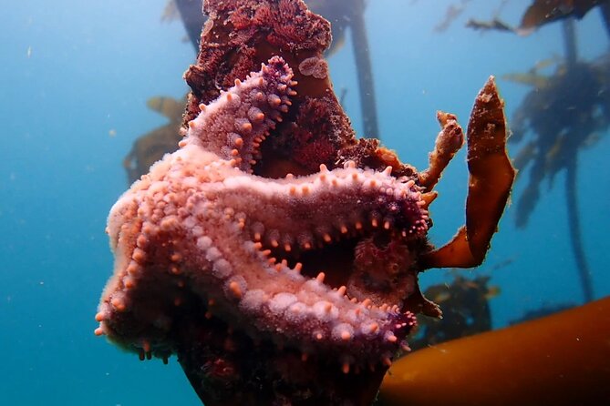 Kelp Forest Snorkeling in Cape Town - In the water, what you can realistically expect to see